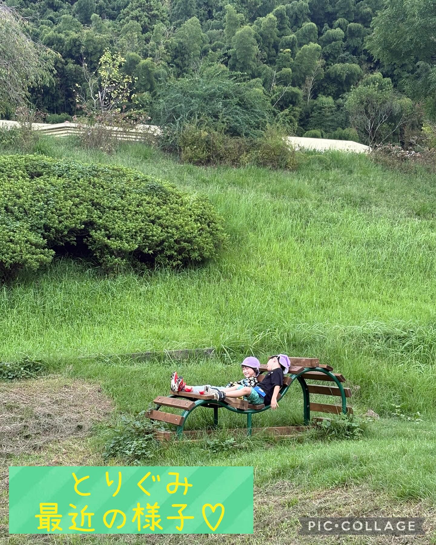 🕊️ お散歩の様子