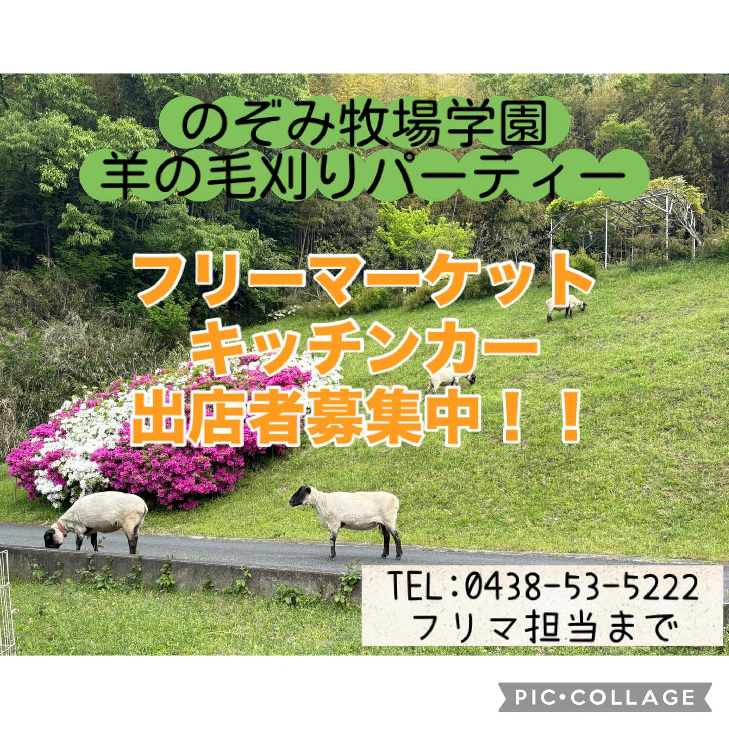 羊の毛刈りパーティー 出店者募集