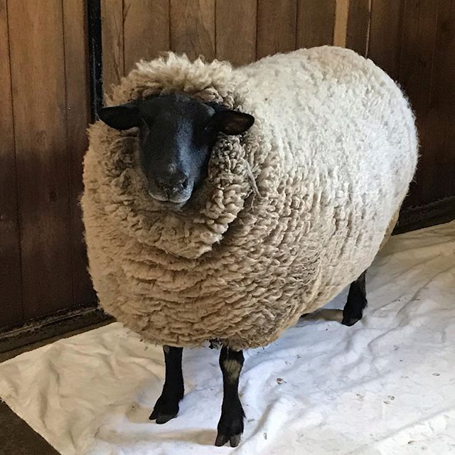 羊の毛刈り(動画)