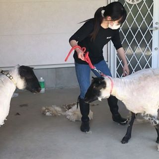 羊の毛刈り (１)